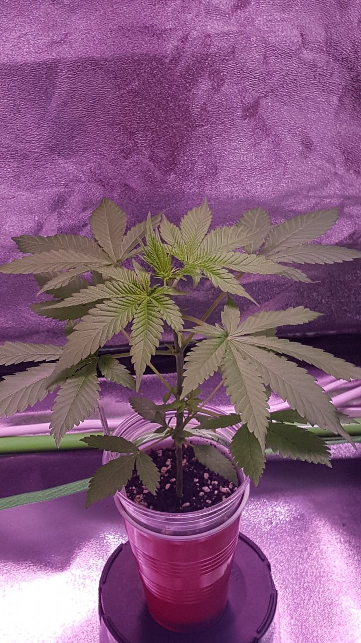 091918 Amherst Sour Diesel Day 18 6.jpg