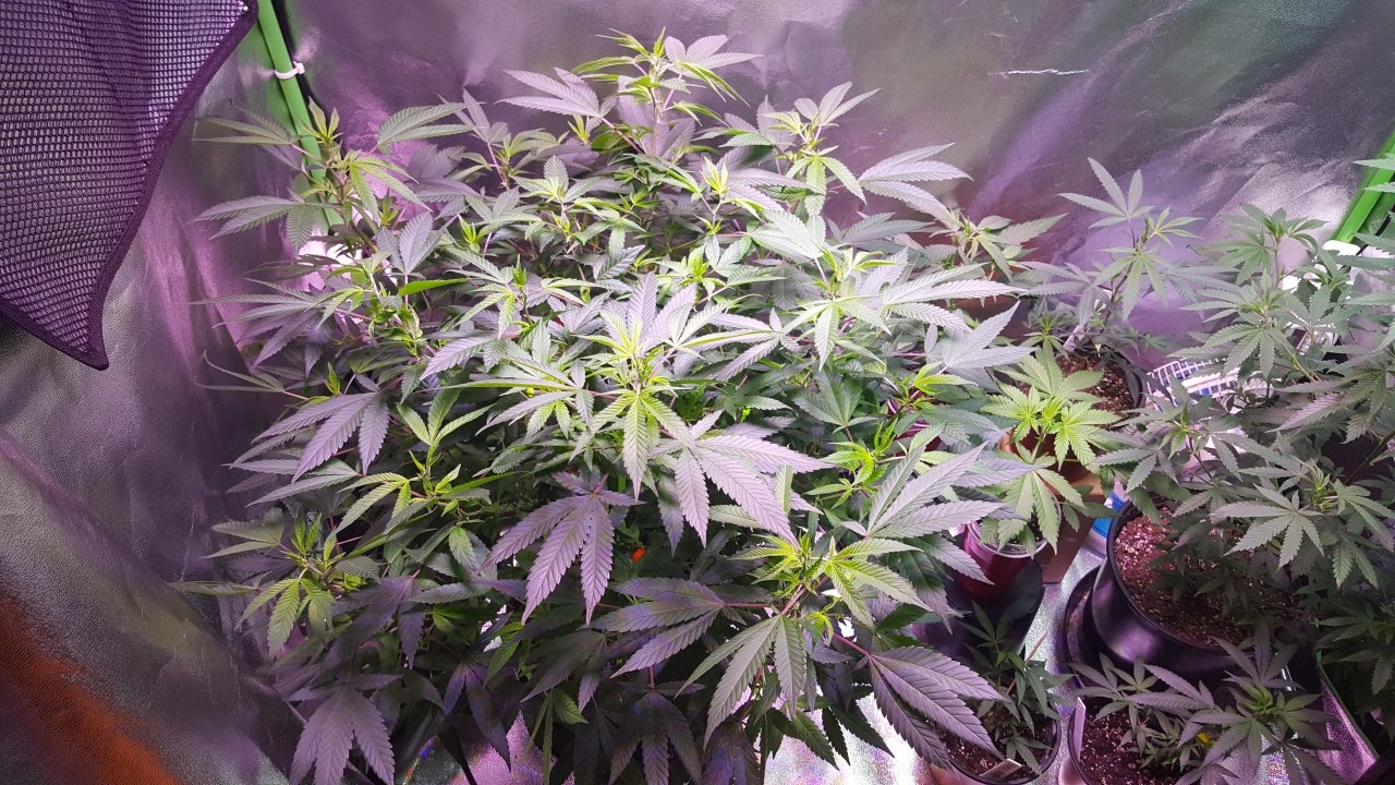 091918 Hawaiian Mayan Gold Clone Day 99 1.jpg