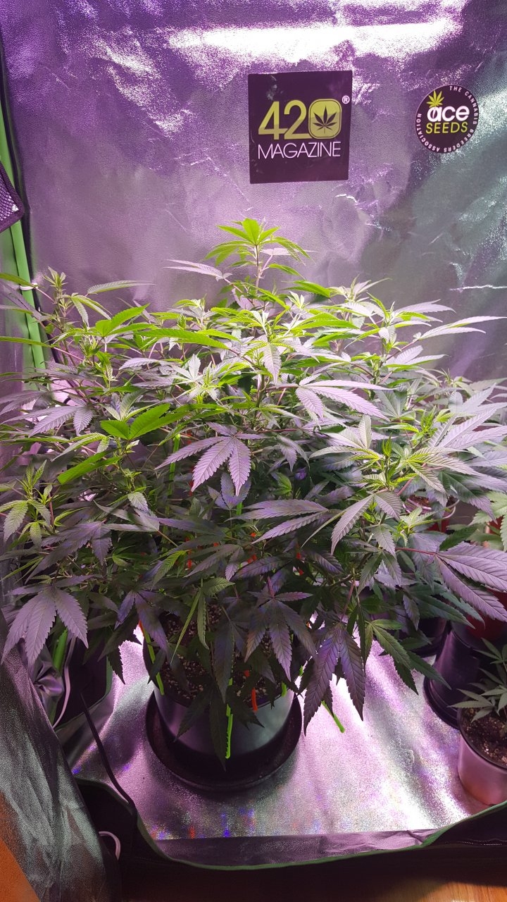 091918 Hawaiian Mayan Gold Clone Day 99 2.jpg