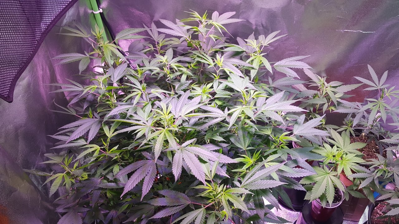 091918 Hawaiian Mayan Gold Clone Day 99 5.jpg