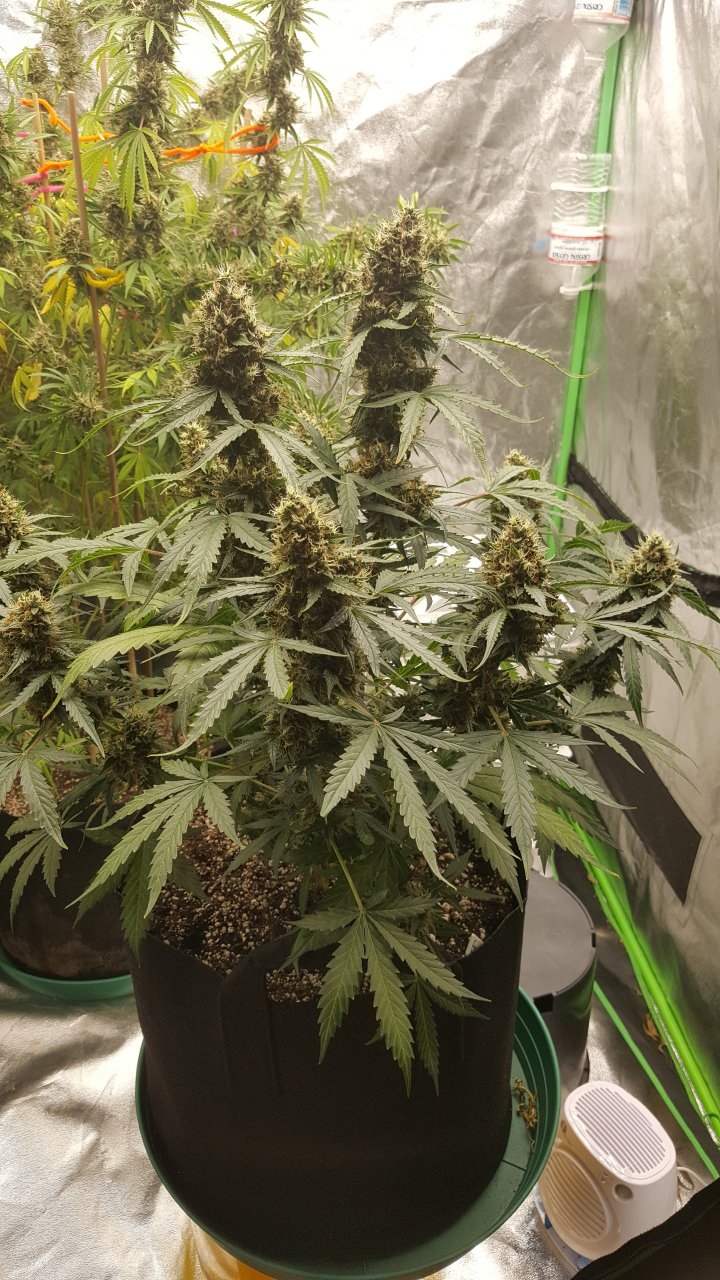 092018 Gorilla Glue Auto Day 74 Day 42 With Hairs 1.jpg