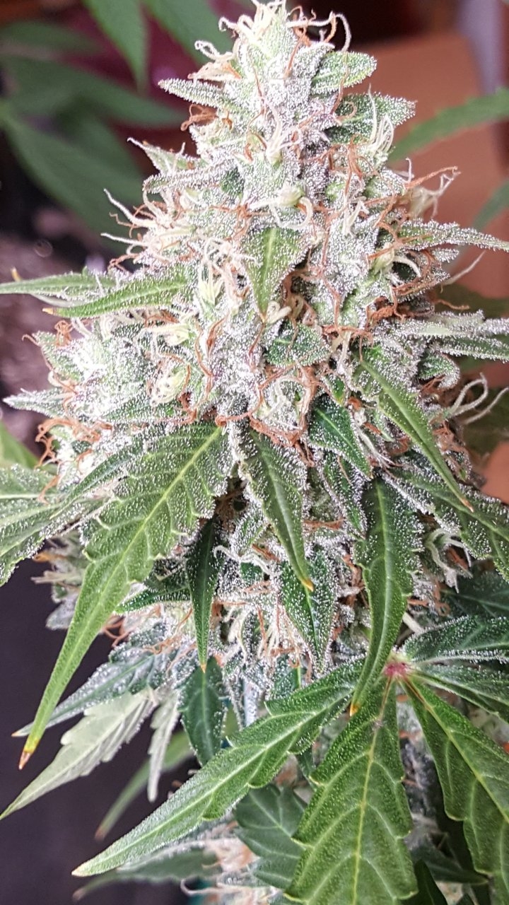 092018 Gorilla Glue Auto Day 74 Day 42 With Hairs 17.jpg