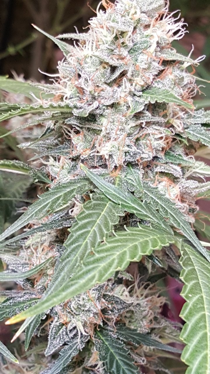 092018 Gorilla Glue Auto Day 74 Day 42 With Hairs 19.jpg