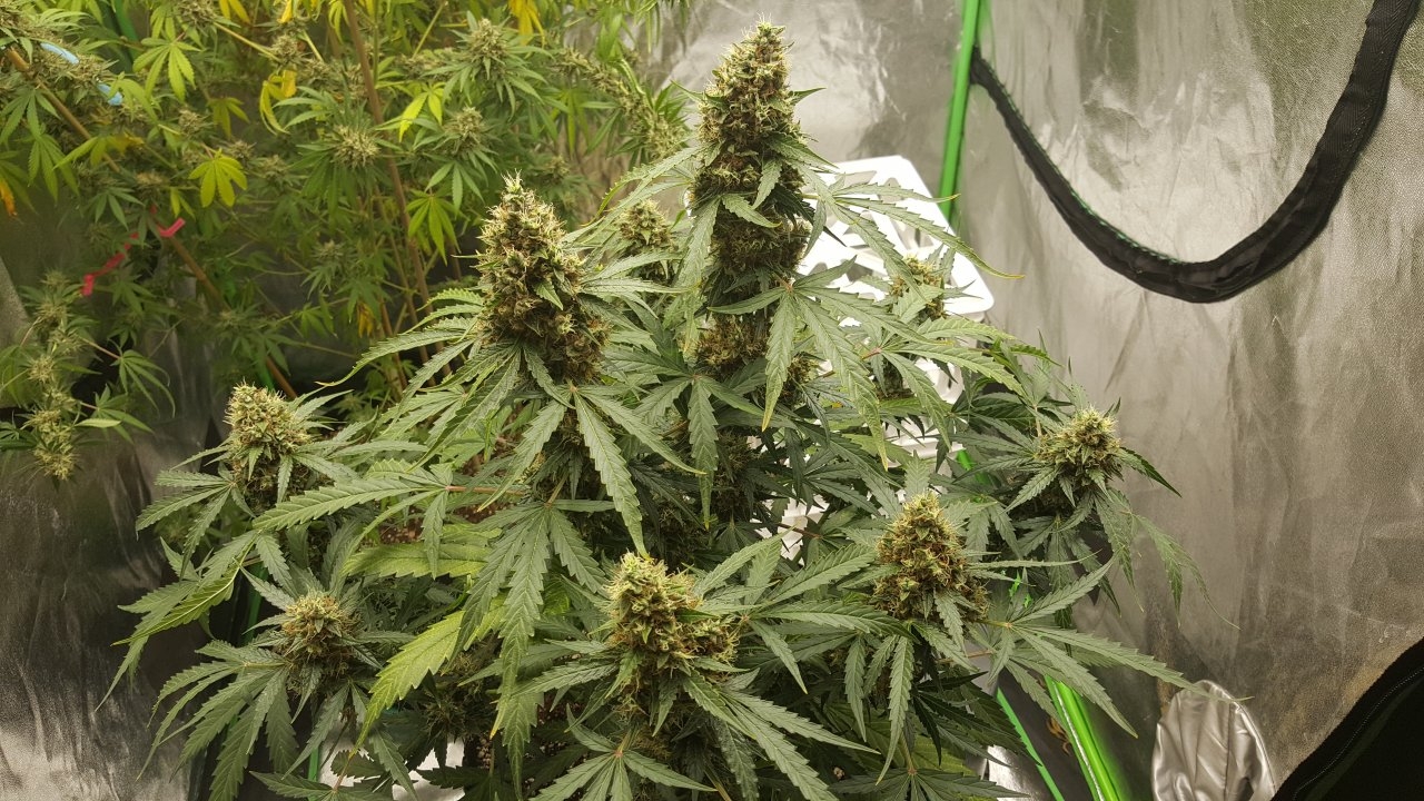 092018 Gorilla Glue Auto Day 74 Day 42 With Hairs 2.jpg