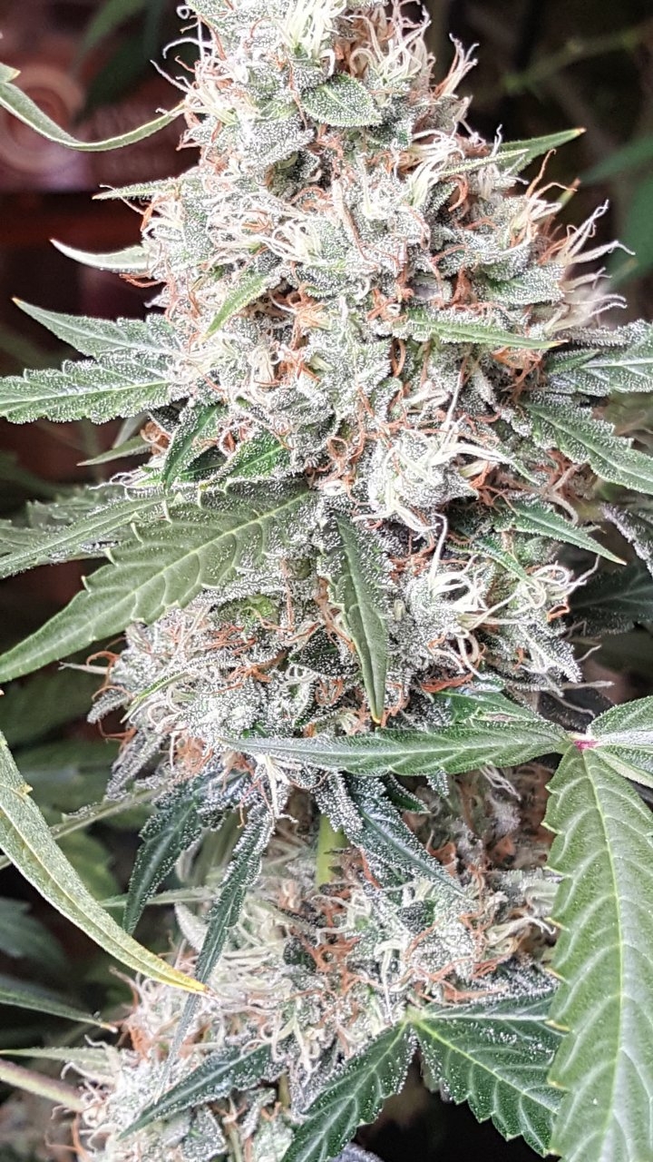 092018 Gorilla Glue Auto Day 74 Day 42 With Hairs 21.jpg