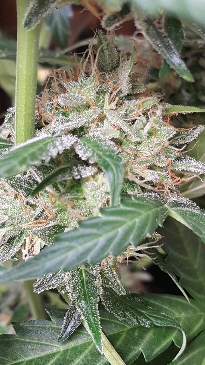 092018 Gorilla Glue Auto Day 74 Day 42 With Hairs 22.jpg