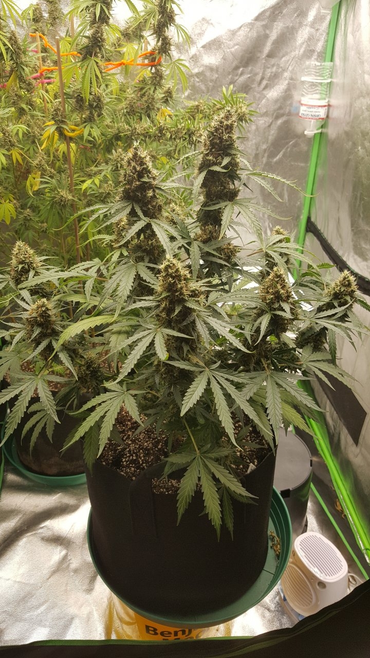 092018 Gorilla Glue Auto Day 74 Day 42 With Hairs 3.jpg