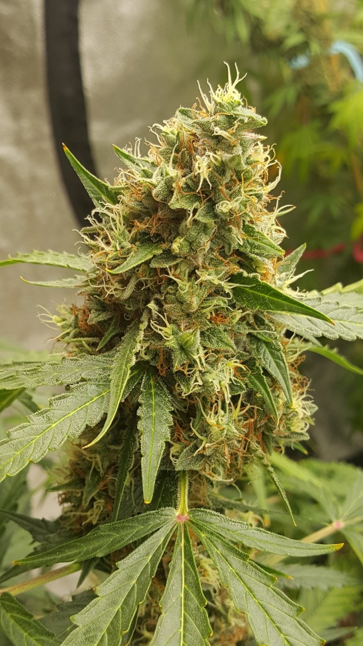 092018 Gorilla Glue Auto Day 74 Day 42 With Hairs 9.jpg