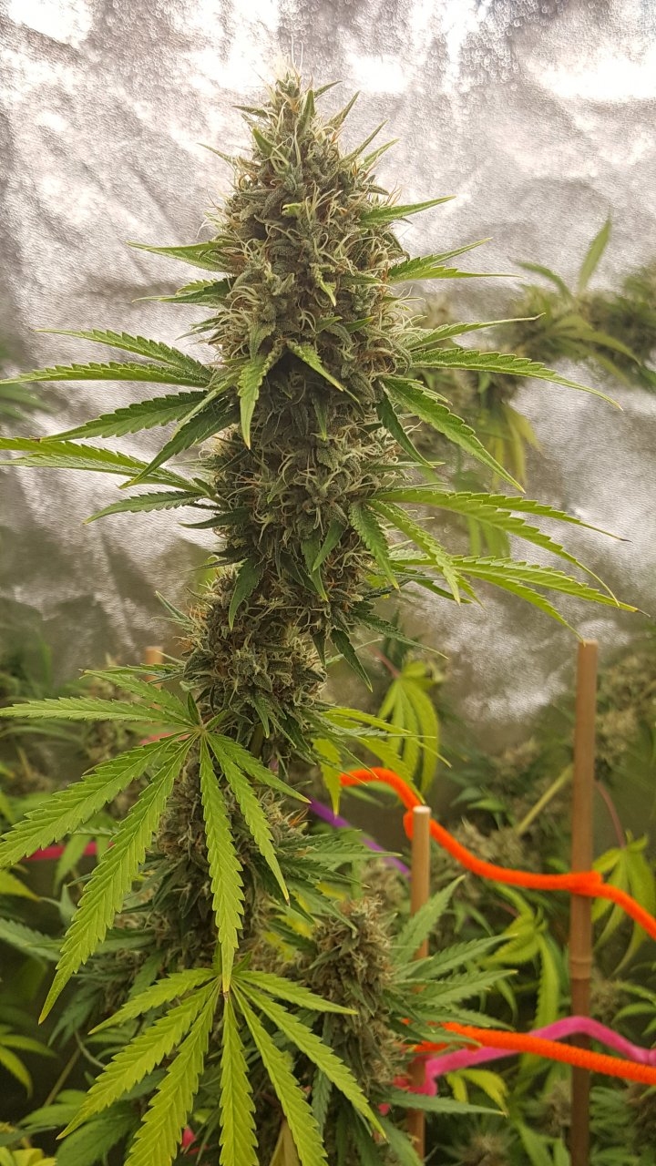 092018 Tangie Ghost Train Clone Flip Day 55 Day 45 With Hairs 5.jpg