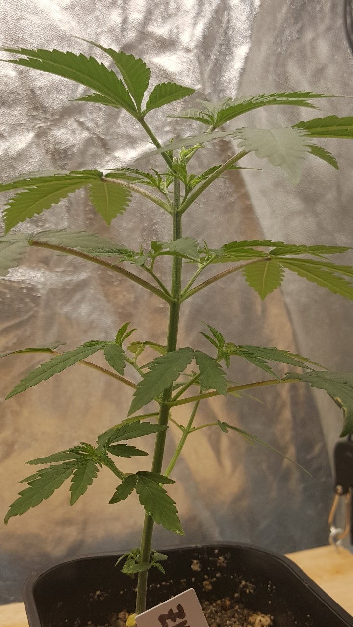 092119 Zkittlez Veg Day 27 2.jpg