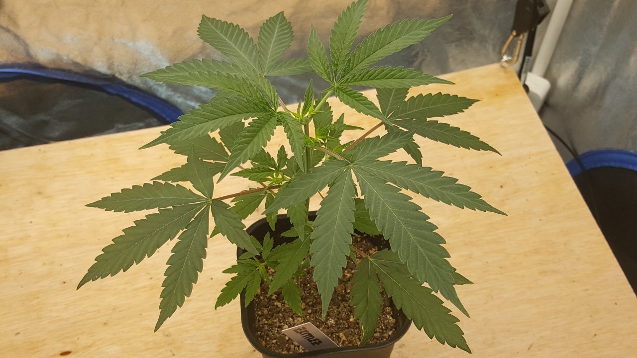 092119 Zkittlez Veg Day 27 4.jpg