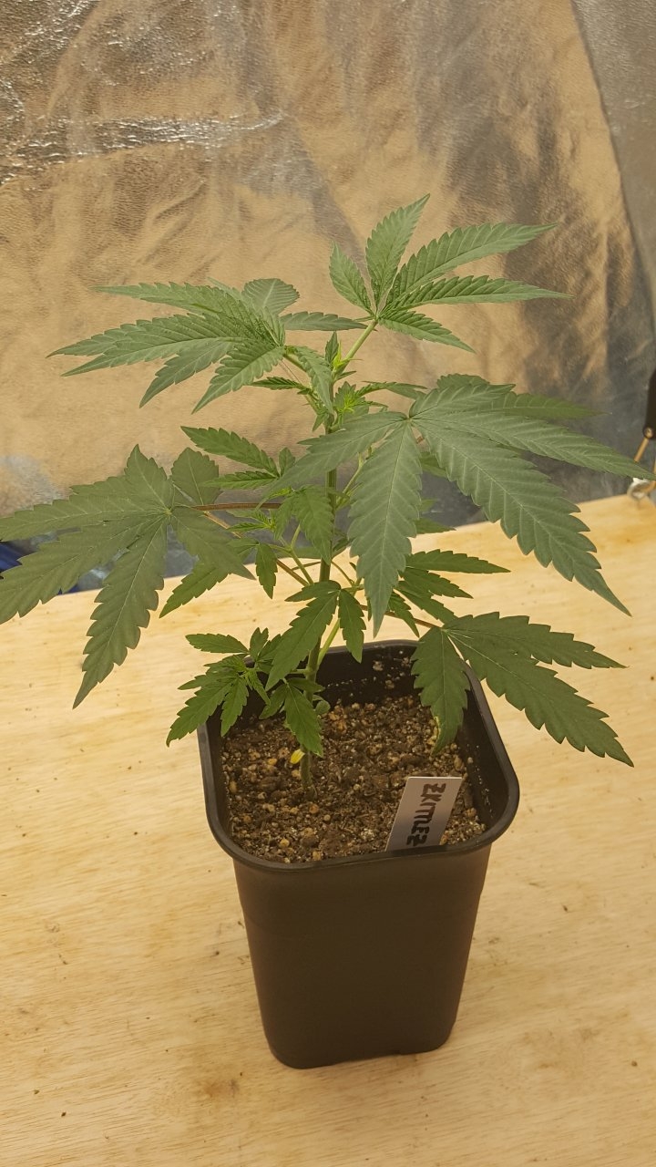 092119 Zkittlez Veg Day 27 6.jpg