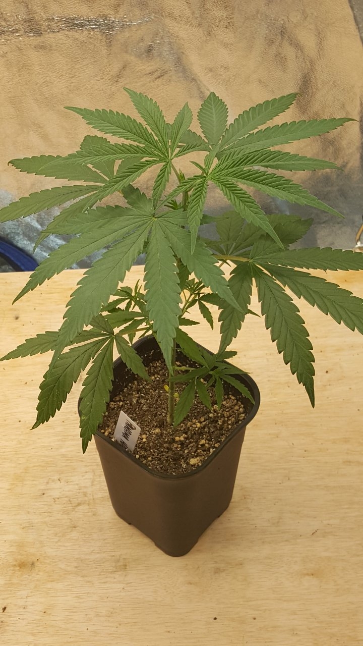 092218 Panama Haze Veg Day 28 1.jpg