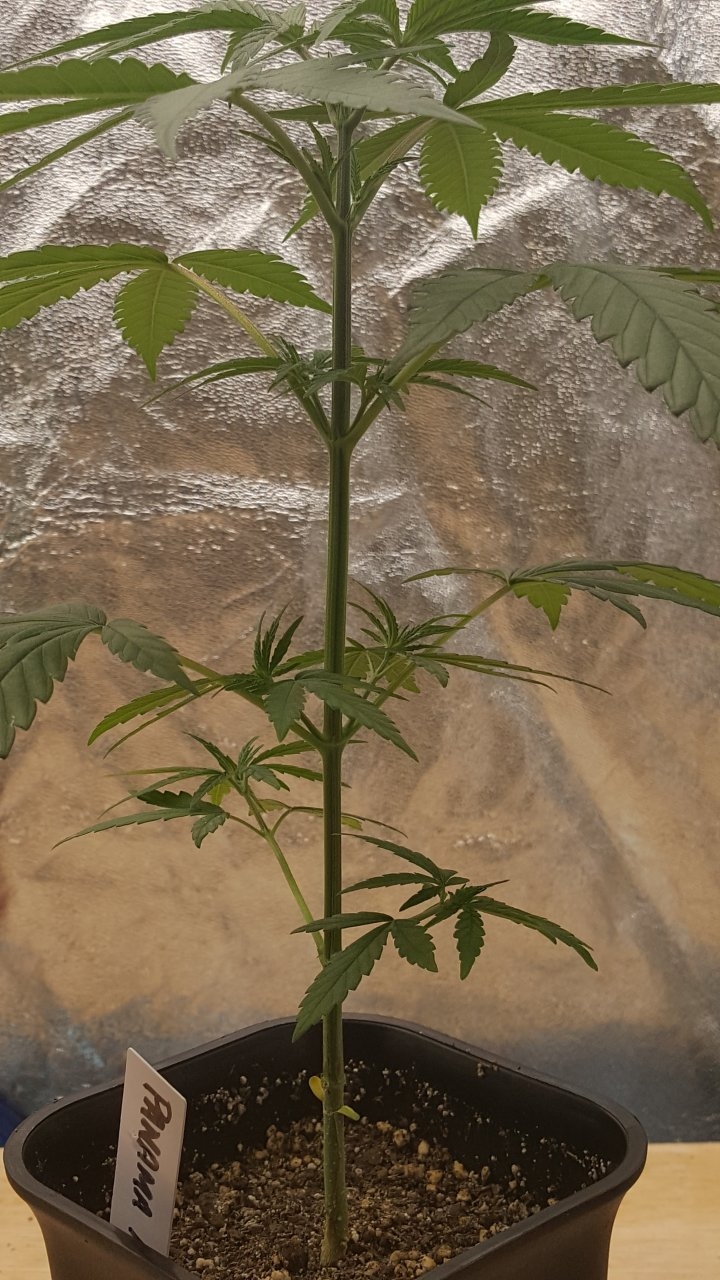 092218 Panama Haze Veg Day 28 2.jpg