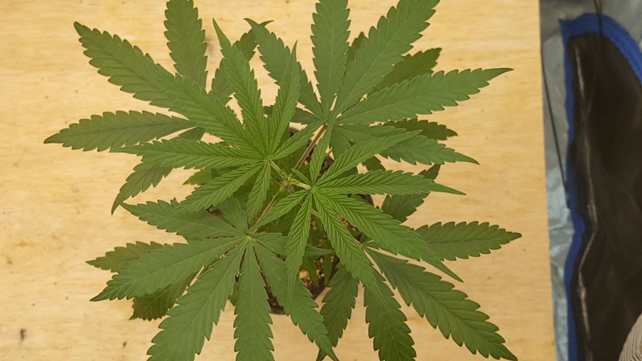 092218 Panama Haze Veg Day 28 3.jpg