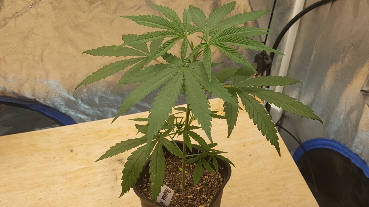 092218 Panama Haze Veg Day 28 4.jpg