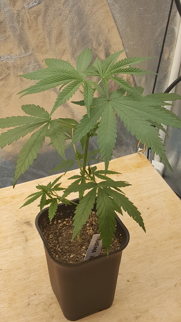 092218 Panama Haze Veg Day 28 6.jpg