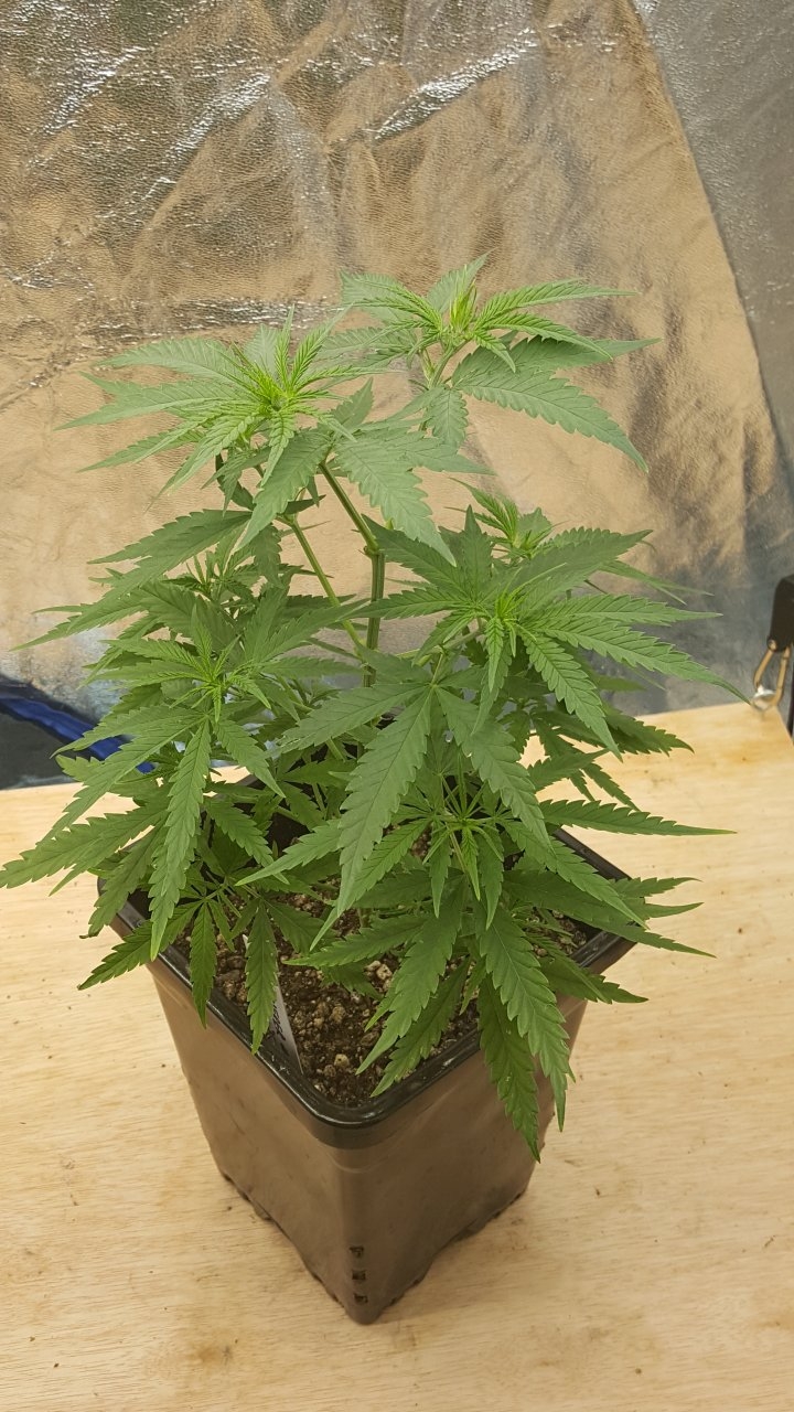 092219 Jack Herer #1 Veg Day 42 1.jpg