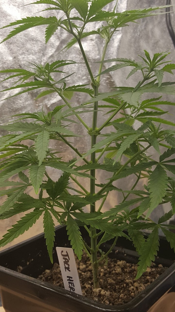 092219 Jack Herer #1 Veg Day 42 2.jpg