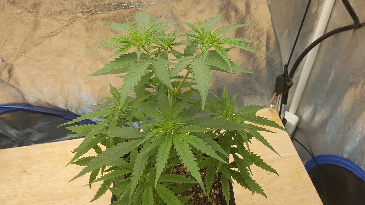 092219 Jack Herer #1 Veg Day 42 4.jpg