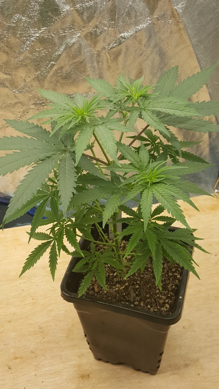 092219 Jack Herer #2 Veg Day 42 1.jpg