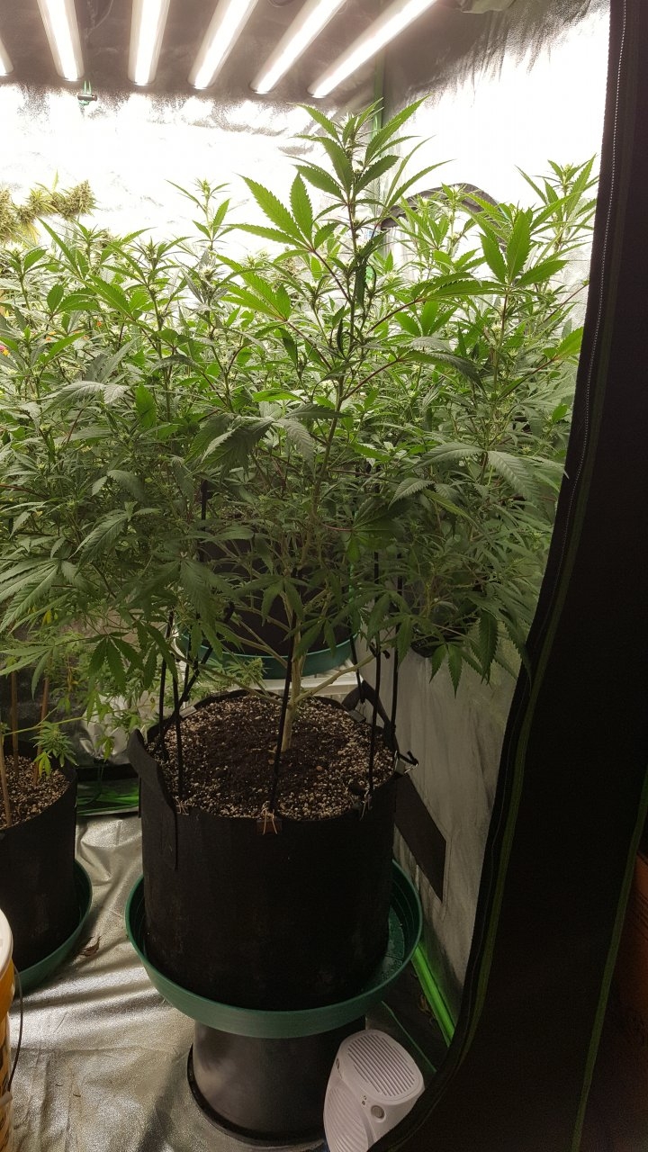 092318 Black Cherry Punch Clone Flip Day 17 Day 7 With Hairs 12.jpg