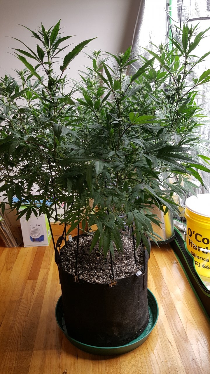 092318 Black Cherry Punch Clone Flip Day 17 Day 7 With Hairs 2.jpg