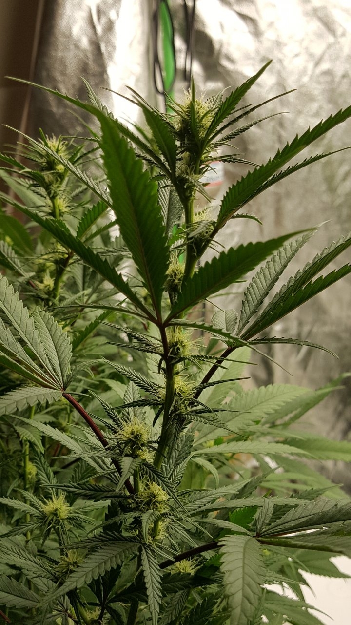 092318 Black Cherry Punch Clone Flip Day 17 Day 7 With Hairs 7.jpg