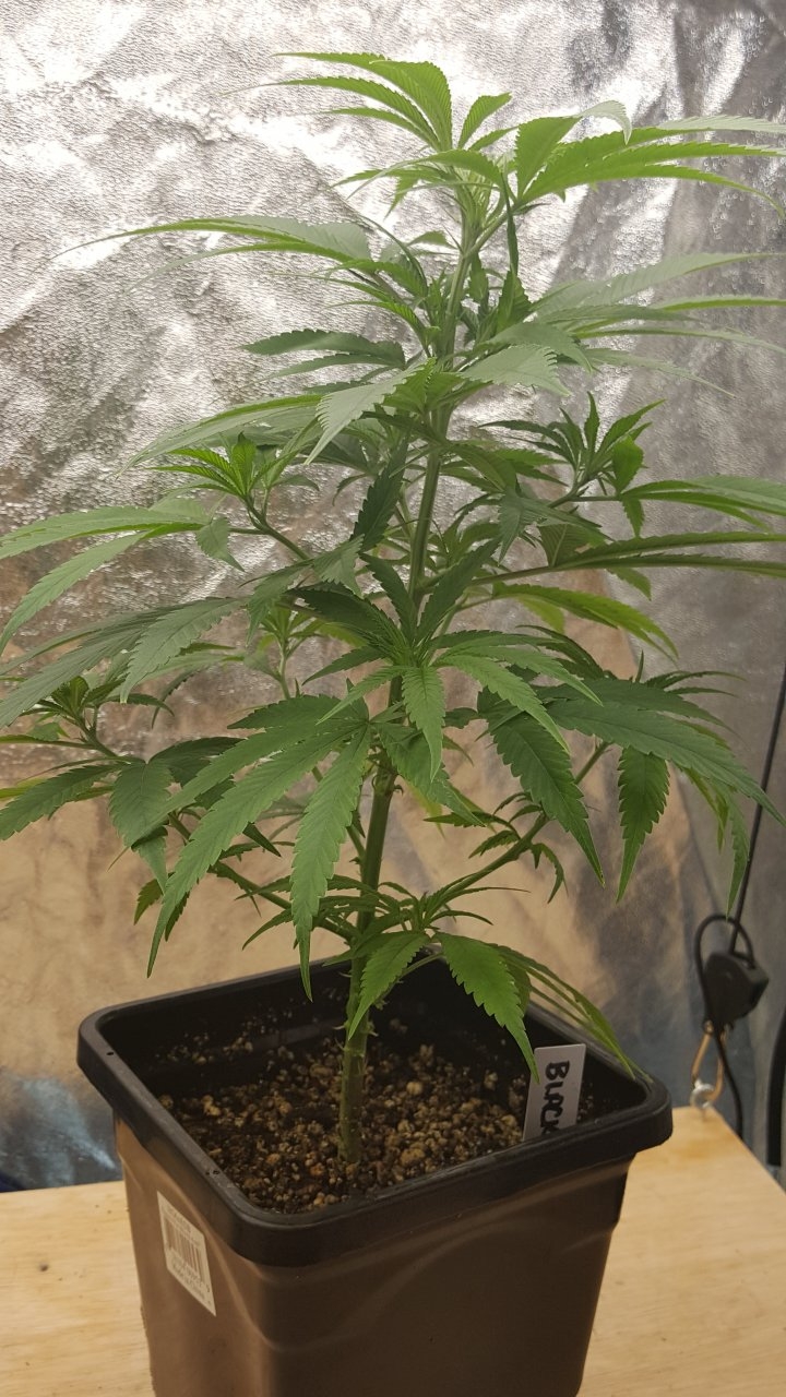 092319 Black Widow Clone Veg Day 38 2.jpg