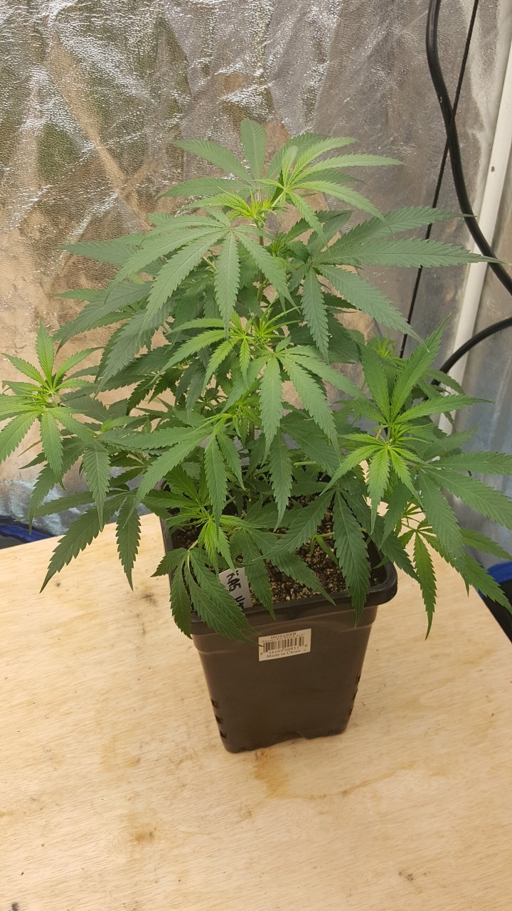 092319 KA5 Haze Clone Veg Day 38 1.jpg