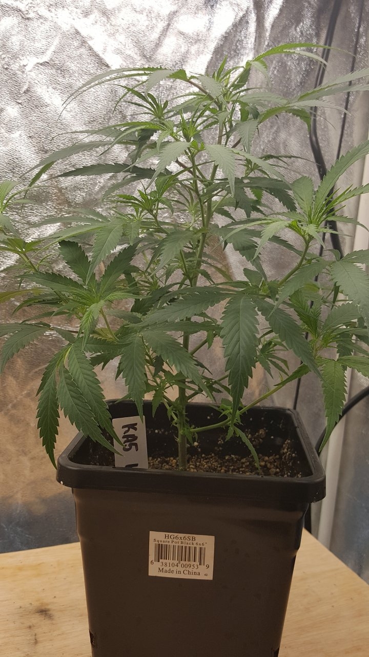 092319 KA5 Haze Clone Veg Day 38 2.jpg