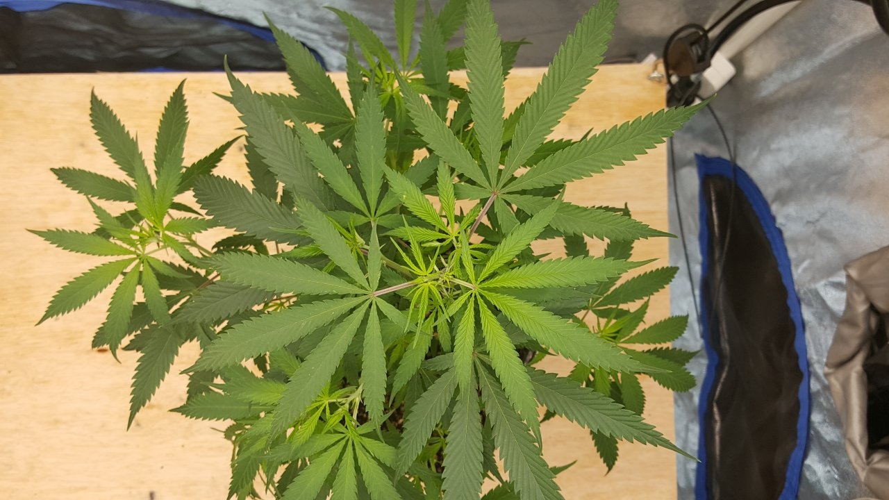 092319 KA5 Haze Clone Veg Day 38 3.jpg