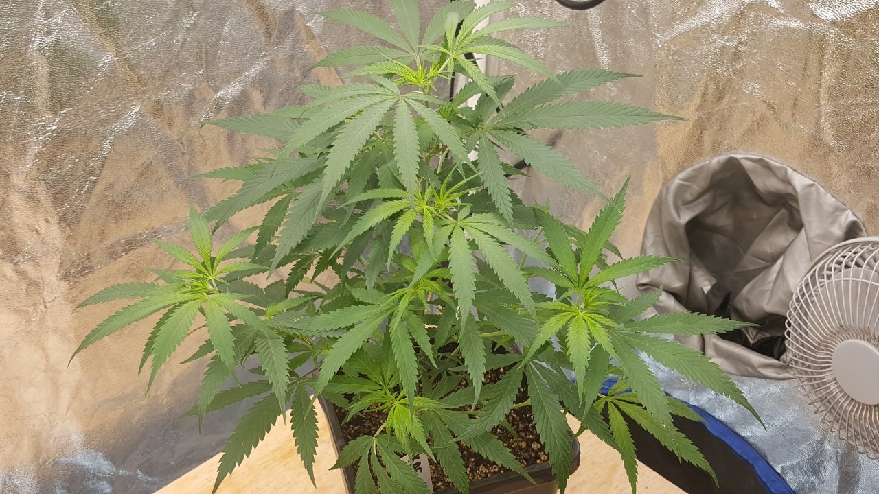 092319 KA5 Haze Clone Veg Day 38 4.jpg