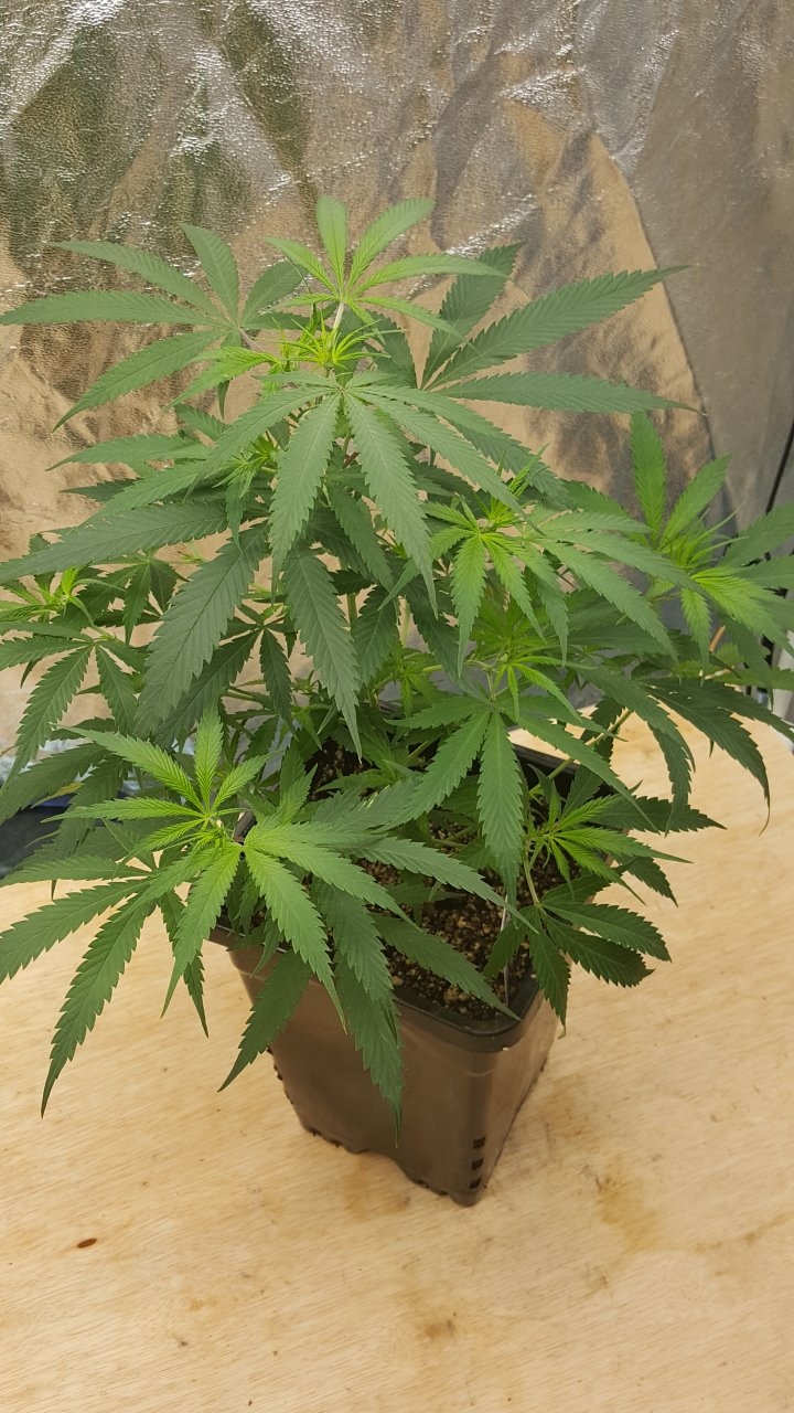 092319 KA5 Haze Clone Veg Day 38 6.jpg