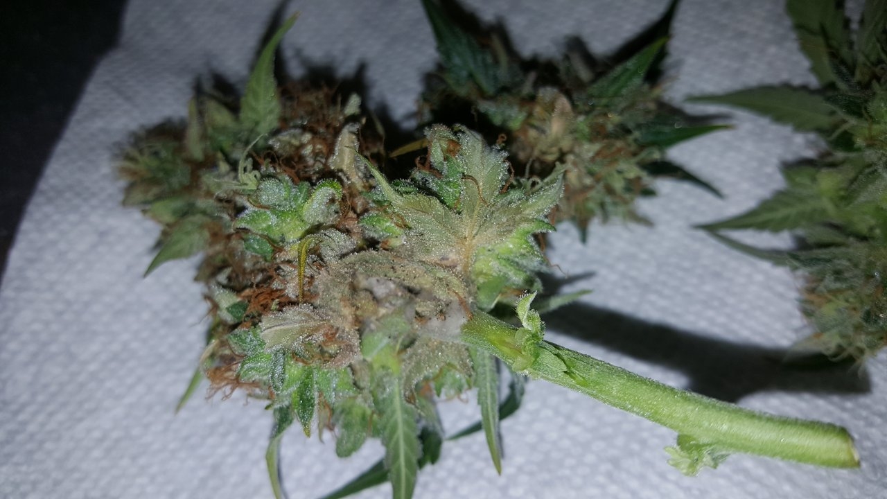 092518 Gorilla Glue Auto Flip Day 79 Day 47 With Hairs 1.jpg