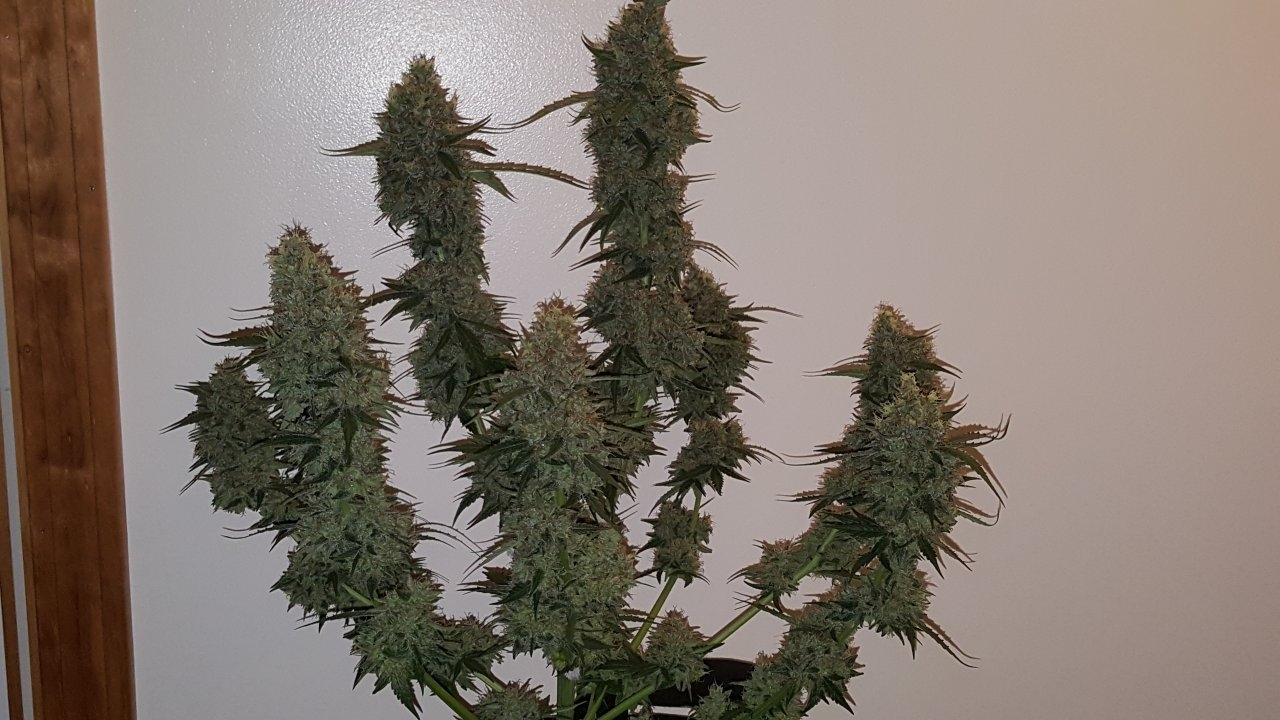 092518 Gorilla Glue Auto Flip Day 79 Day 47 With Hairs 10.jpg