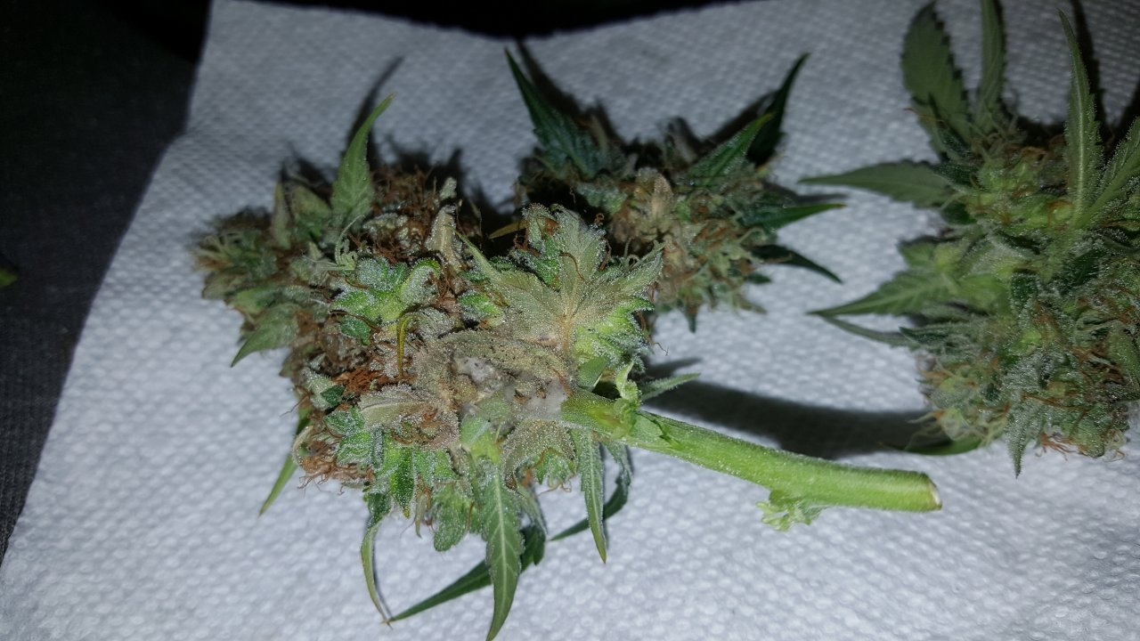 092518 Gorilla Glue Auto Flip Day 79 Day 47 With Hairs 2.jpg