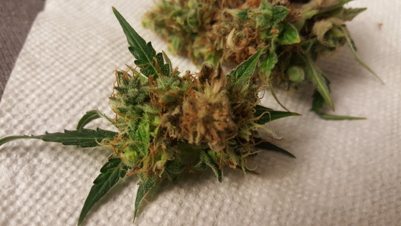 092518 Gorilla Glue Auto Flip Day 79 Day 47 With Hairs 3.jpg