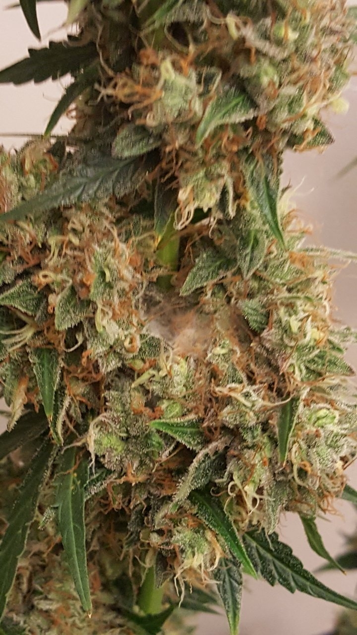 092518 Gorilla Glue Auto Flip Day 79 Day 47 With Hairs 4.jpg