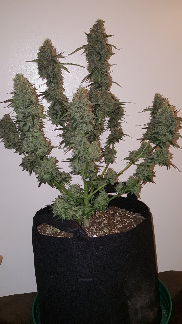 092518 Gorilla Glue Auto Flip Day 79 Day 47 With Hairs 5.jpg