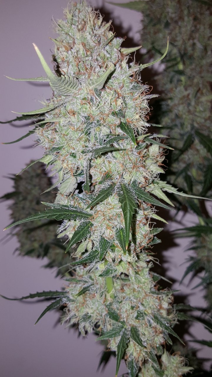 092518 Gorilla Glue Auto Flip Day 79 Day 47 With Hairs 6.jpg