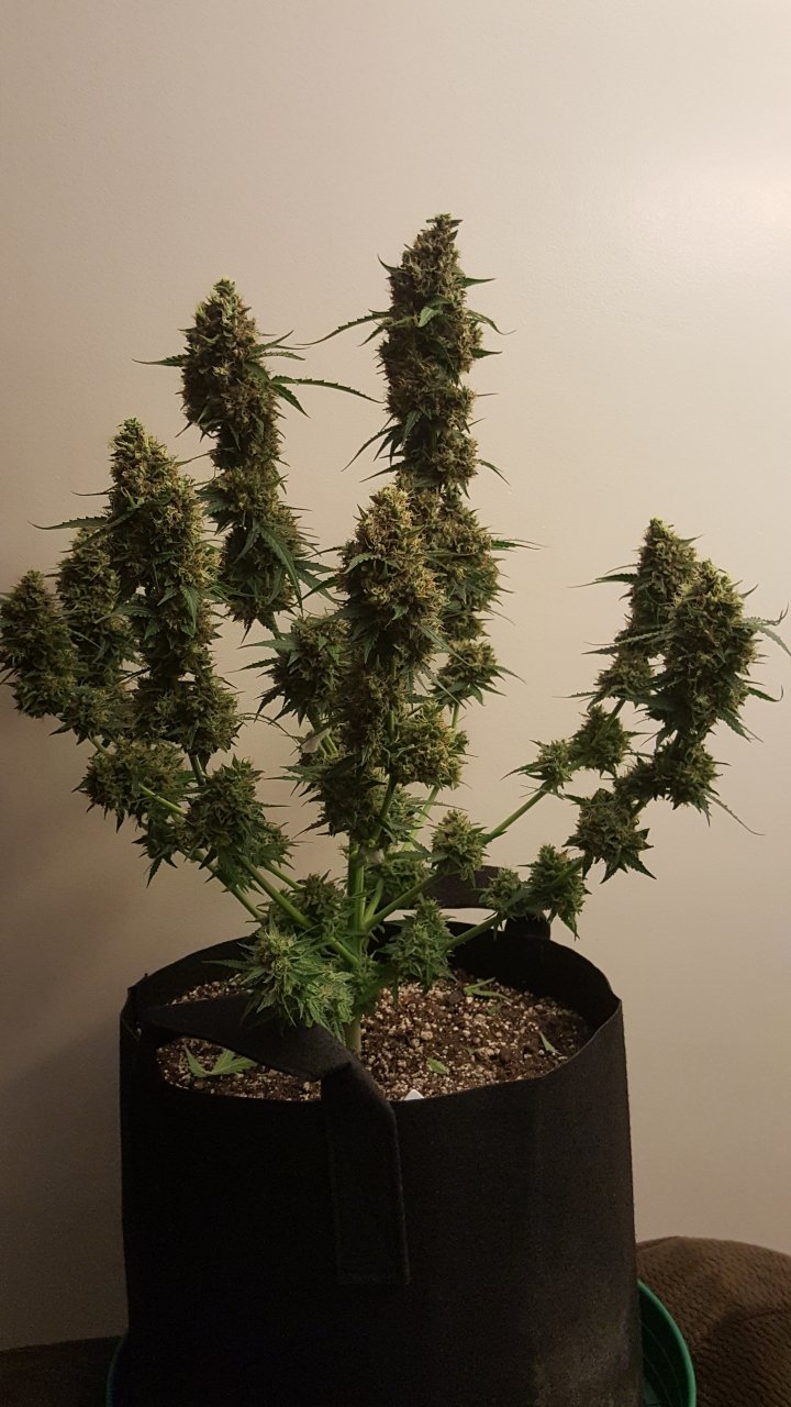 092518 Gorilla Glue Auto Flip Day 79 Day 47 With Hairs 7.jpg