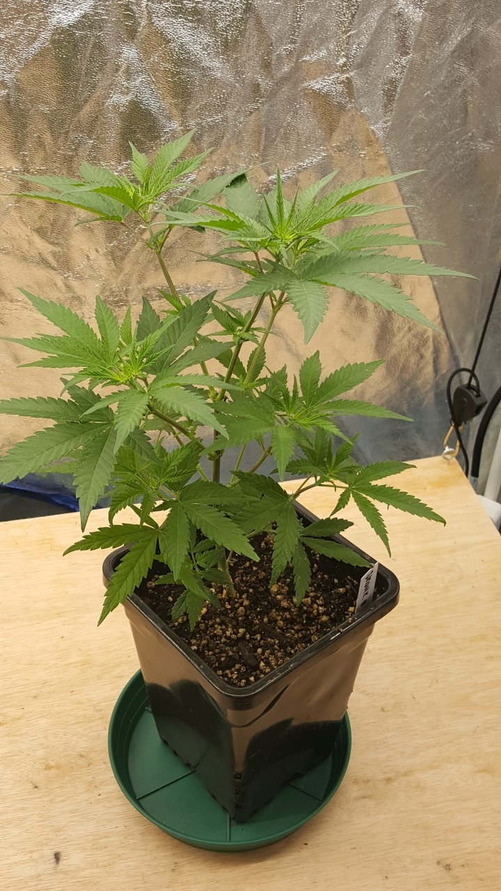 092619 Skunk #1 Veg Day 46 1.jpg