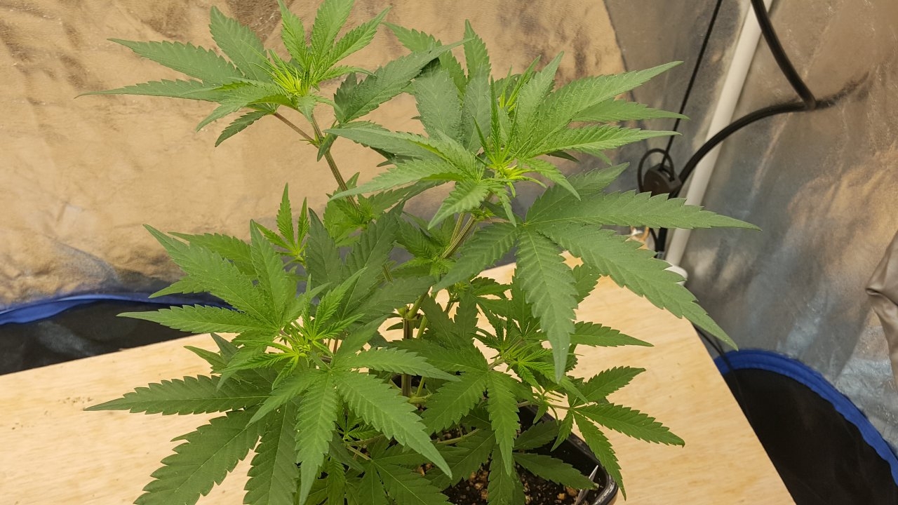 092619 Skunk #1 Veg Day 46 4.jpg