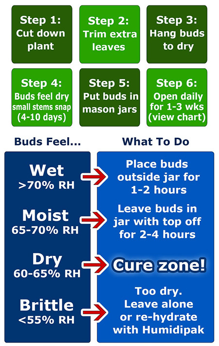 0_cannabis-harvest-drying-curing-cheat-sheet-cut.jpg