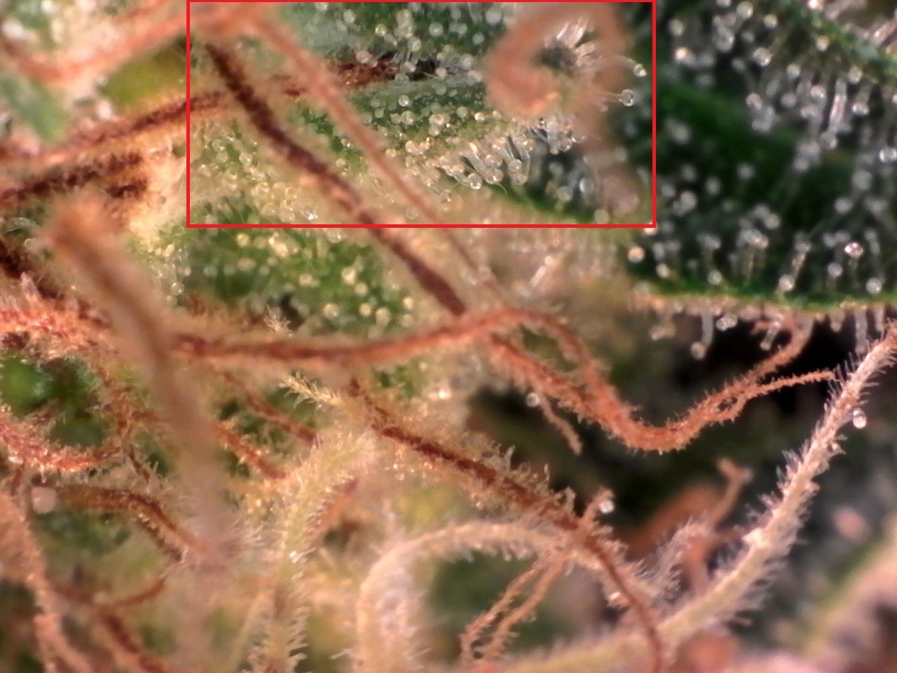 0_elvin_trichome.jpg