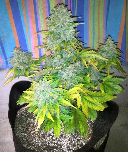 0_fat-auto-flower-smart-pot-sm.jpg