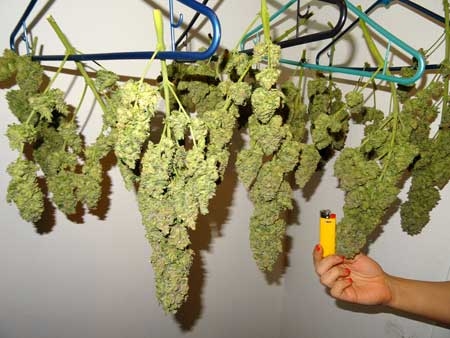 0_fat-buds-drying-in-closet-weed-sm.jpg