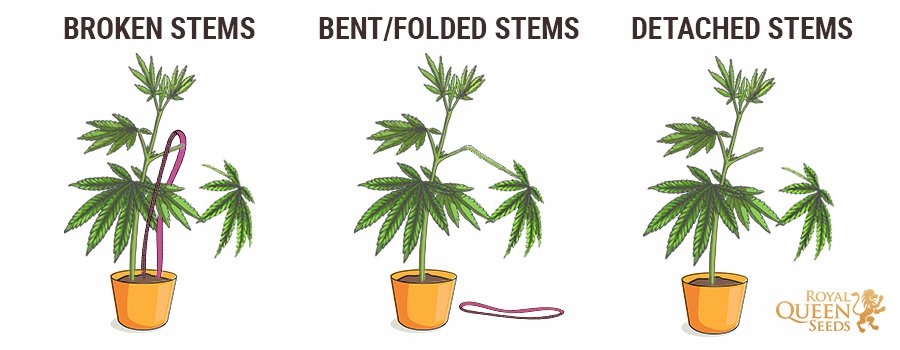 0_fix-cannabis-stems.jpg