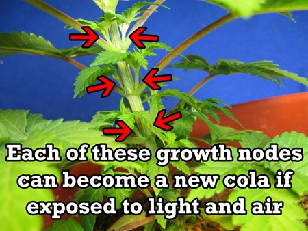 0_growth-nodes-become-colas-sm.jpg